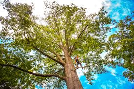 Best Lawn Pest Prevention  in Williamsport, IN