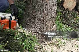  Williamsport, IN Tree Care Pros