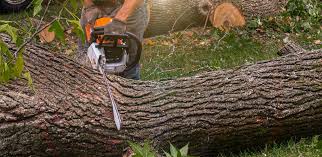 Best Utility Line Clearance  in Williamsport, IN
