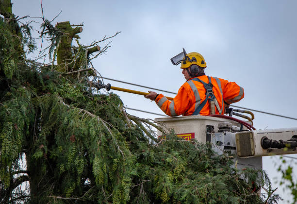 Best Palm Tree Trimming  in Williamsport, IN