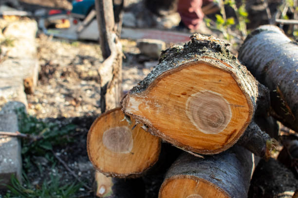 Best Tree Risk Assessment  in Williamsport, IN