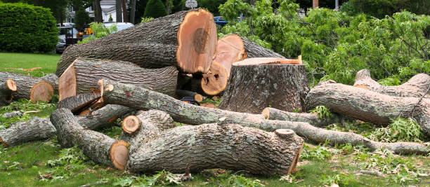 Best Stump Grinding and Removal  in Williamsport, IN