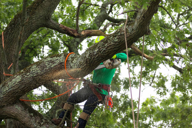 Lawn Pest Prevention in Williamsport, IN