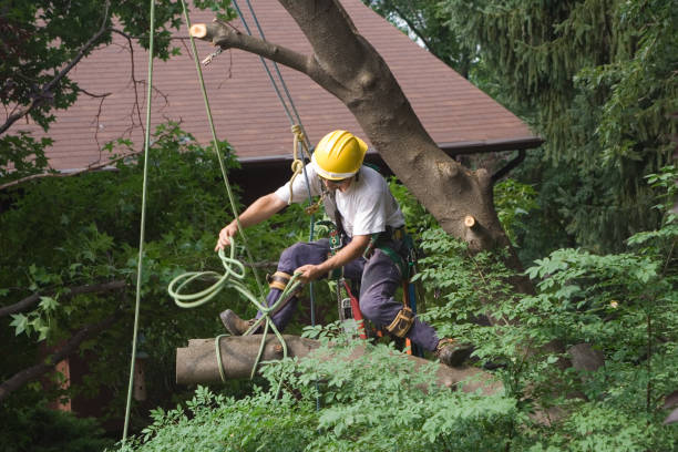Best Hazardous Tree Removal  in Williamsport, IN