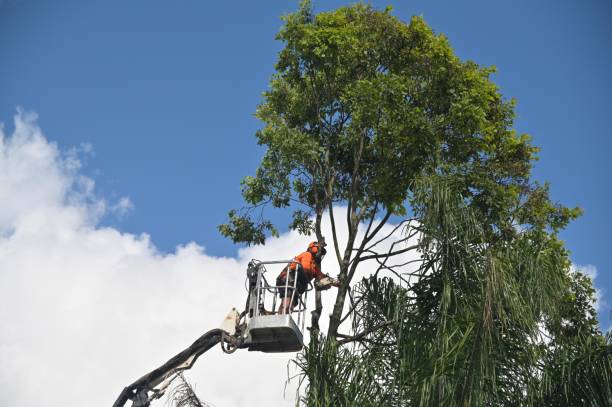 Best Tree Removal  in Williamsport, IN