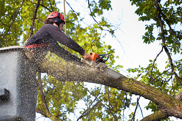 Best Hedge Trimming  in Williamsport, IN