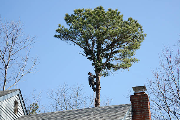 Best Lawn Maintenance Plans  in Williamsport, IN