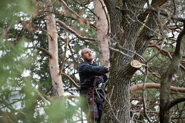 Best Root Management and Removal  in Williamsport, IN