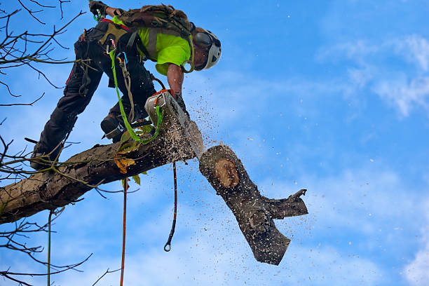 How Our Tree Care Process Works  in  Williamsport, IN
